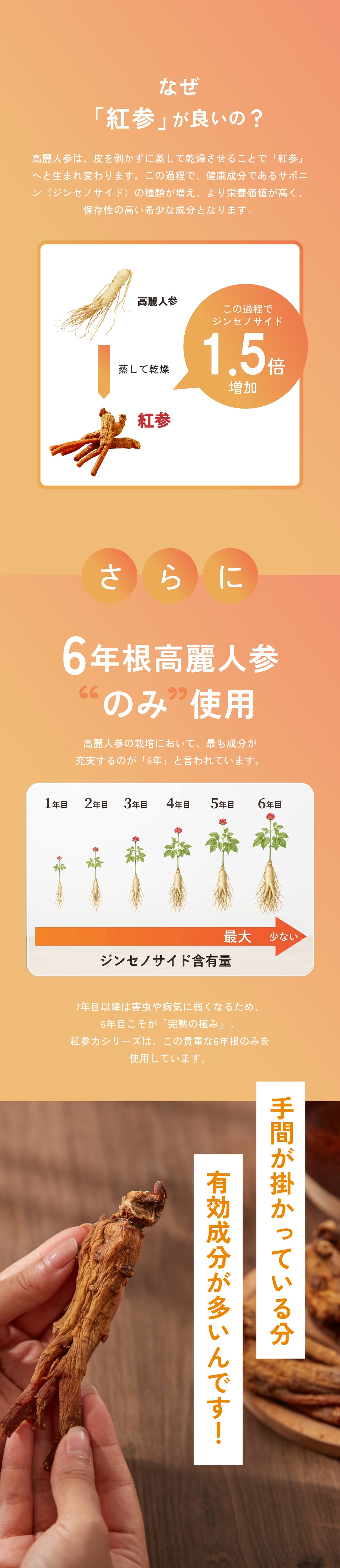なぜ紅参が良いのかの解説画像。高麗人参を蒸して乾燥させることでジンセノサイドが1.5倍に増加する仕組みと、成分が最大になる「6年根高麗人参のみ」を使用しているこだわり。手間が掛かっている分、有効成分が多いことを伝える説明画像。